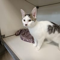 citrouille, chat à adopter