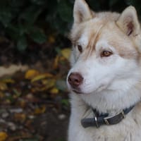 Utah, chien à adopter