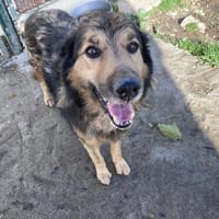 BLINKY, chien à adopter