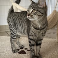 WERA, chatte à adopter
