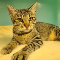 FARA, chatte à adopter
