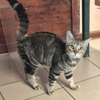 Mael, chat à adopter