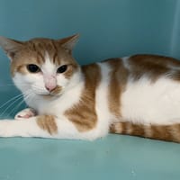 MICKEY, chat à adopter