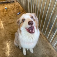 TOKYO, chien à adopter
