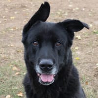 COLOSS, chien à adopter