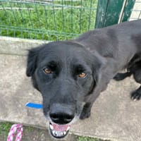 MORTICIA, chienne à adopter