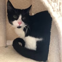 Alcina, chatte à adopter