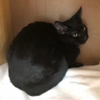 Akasha, chatte à adopter