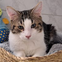 XAROS, chat à adopter