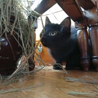 WILD QCT, chatte à adopter