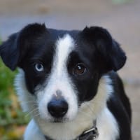 ZABOCHA CHAO, chienne à adopter