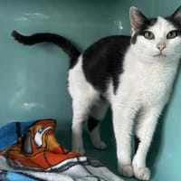 paulette, chatte à adopter