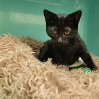 ATHENA PAB28043, chatte à adopter