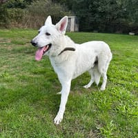 paquito, chien à adopter