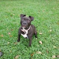 INES, chienne à adopter