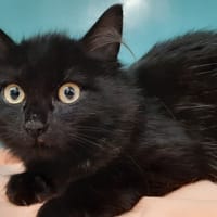 Maudelle, chatte à adopter