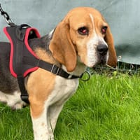 OCINNI, chienne à adopter