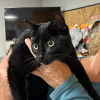 MOUG, chat à adopter