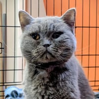 ALISA, chatte à adopter