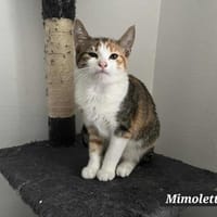 MIMOLETTE, chatte à adopter