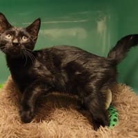 ZEUS PAB28042, chat à adopter
