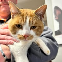 BAYOU, chat à adopter