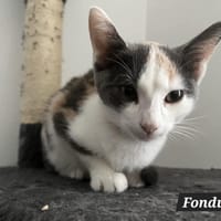 FONDUE, chatte à adopter