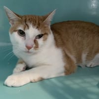 TIGROU, chat à adopter