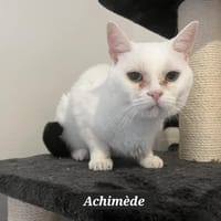 ARCHIMEDE, chat à adopter