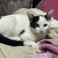 LUNA, chatte à adopter