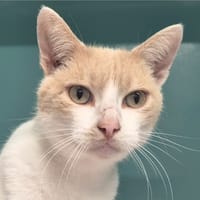 Odin, chat à adopter