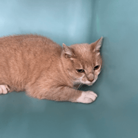 PHEDORA, chatte à adopter