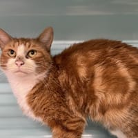 VAINA, chatte à adopter