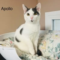 Apollon, chat à adopter