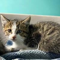 ALADIN, chat à adopter