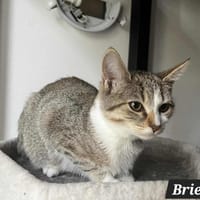 BRIE, chatte à adopter