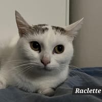 RACLETTE, chatte à adopter
