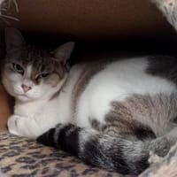 CHICHI, chatte à adopter