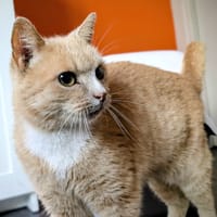 GUIZMO, chat à adopter
