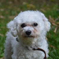 SCOOBY CHAO, chien à adopter