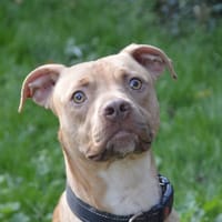 XATIDOU CHAO, chien à adopter