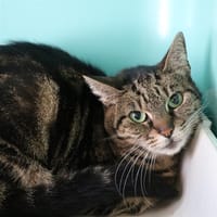 PEPITA HAB17323, chatte à adopter