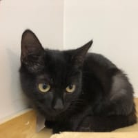 MINUIT, chatte à adopter