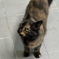 Nikita, chatte à adopter