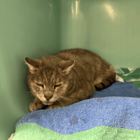ANOUCHKA, chatte à adopter