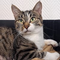 CHEYENNE, chatte à adopter