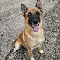 JUKE, chien à adopter