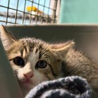ALBUS, chat à adopter