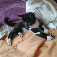 CORTINE, chatte à adopter