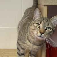 PHIL, chat à adopter